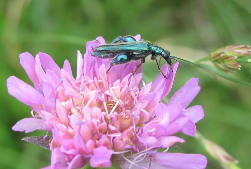 Oedemera nobilis? S, maschio.